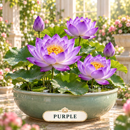 🔥 Last Day 50% OFF 💐The Sacred Bonsai Bowl Lotus Flower
