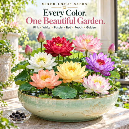 🔥 Last Day 50% OFF 💐The Sacred Bonsai Bowl Lotus Flower