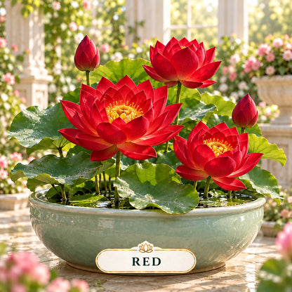 🔥 Last Day 50% OFF 💐The Sacred Bonsai Bowl Lotus Flower